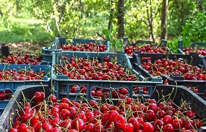 برداشت بیش از ۱۹ هزار تن آلبالو از باغ‌های آذربایجان‌‌غربی