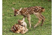 مشاهده نوزاد گوزن زرد ایرانی در سایت فندقلوی نمین