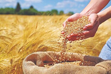 آمادگی 80 مرکز برای خرید گندم مازاد کشاورزان در استان