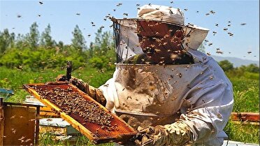 برداشت عسل بهاره از 25 هزار کلنی زنبور عسل در خراسان‌جنوبی
