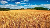خرید تضمینی حدود 4000  تن گندم از گندمکاران ساروی