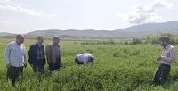 جهش 10 برابری تولید علوفه در اراضی دیم آذربایجان شرقی