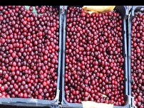 تولید 12 هزار تن گیلاس و آلبالو در اردبیل