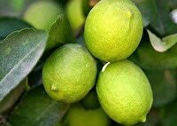 تولید بیش از 12 تن لیموترش در گلخانه‌های سوادکوه شمالی