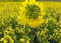 خرید یکهزار و 300 تن کلزا از کشاورزان لرستانی