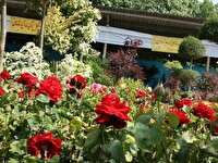 صادرات 37 هزار گل زینتی از تنکابن به پنج کشور همسایه