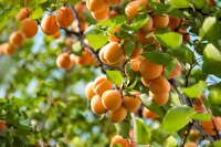 برداشت بیش از 27 هزار تُن زردآلو از باغات آذربایجان غربی پیش‌بینی می‌شود