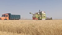 آغاز برداشت گندم در کدکن با ثبت 600 تن در روز‌های نخست