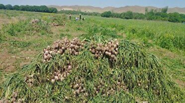 برداشت بیش از 15 هزار تن سیر از مزارع آذربایجان شرقی