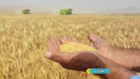 برداشت خوشه‌های طلایی گندم از مزارع شهرستان نهبندان