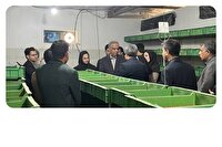 ضرورت توسعه مشاغل خرد و خانگی در سیستان و بلوچستان