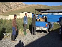 سنت اسلامی عقیقه