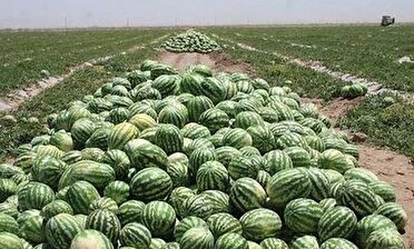کشت هندوانه در 3 هزار هکتار از مزارع گیلان