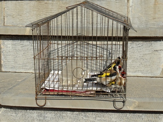 دستگیری دو متخلف زندهگیر سهره طلایی در اشنویه دستگیری دو متخلف زندهگیر سهره طلایی در اشنویه