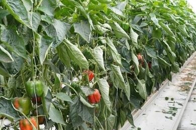 افزایش روند خسارت به گلخانه‌های همدان