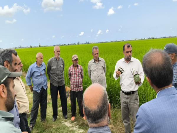 رهاسازی زنبور تریکوگراما در ۱۹۰۰ هکتار از شالیزار‌های بابلسر