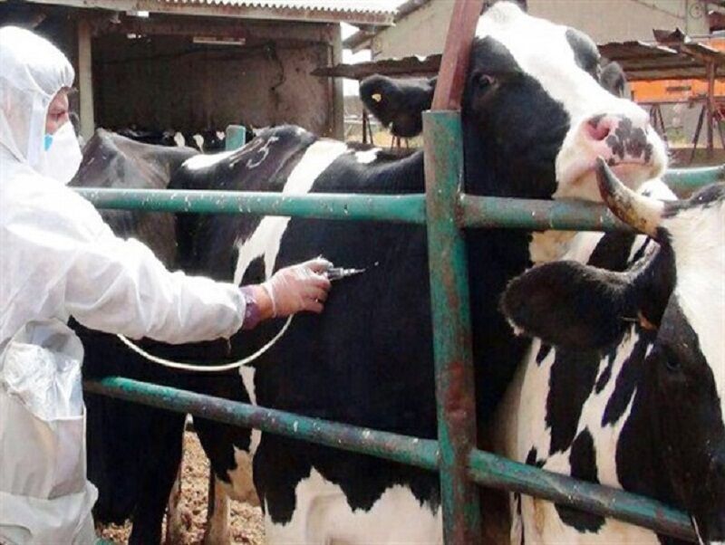 واکسیناسیون ۳۰ هزار راس دام سبک و سنگین در کهگیلویه واکسیناسیون ۳۰ هزار راس دام سبک و سنگین در کهگیلویه