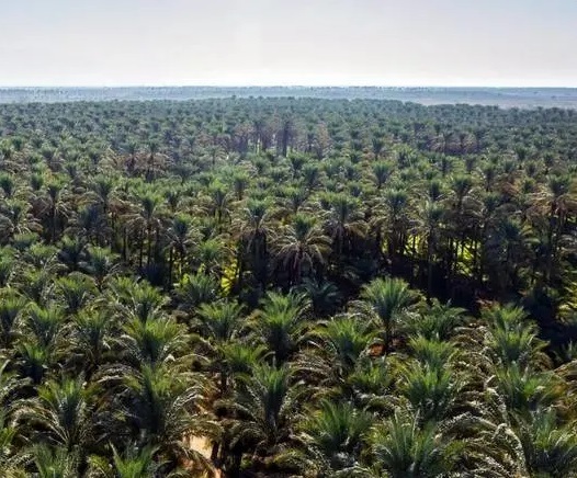 پیش بینی برداشت بیش از ۲۰۰ هزار تن محصول از نخیلات پیش بینی برداشت بیش از ۲۰۰ هزار تن محصول از نخیلات