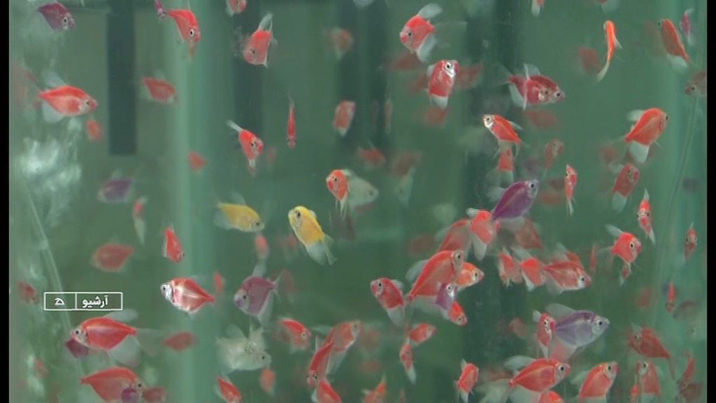 ولید سالانه بیش از پنج میلیون قطعه ماهی زینتی دراستان همدان