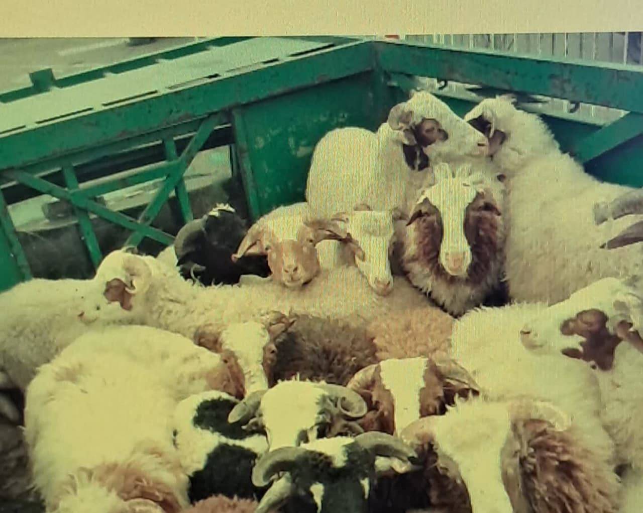 خرید احشام با ترفند رسید جعلى در کوهسرخ خرید احشام با ترفند رسید جعلى در کوهسرخ