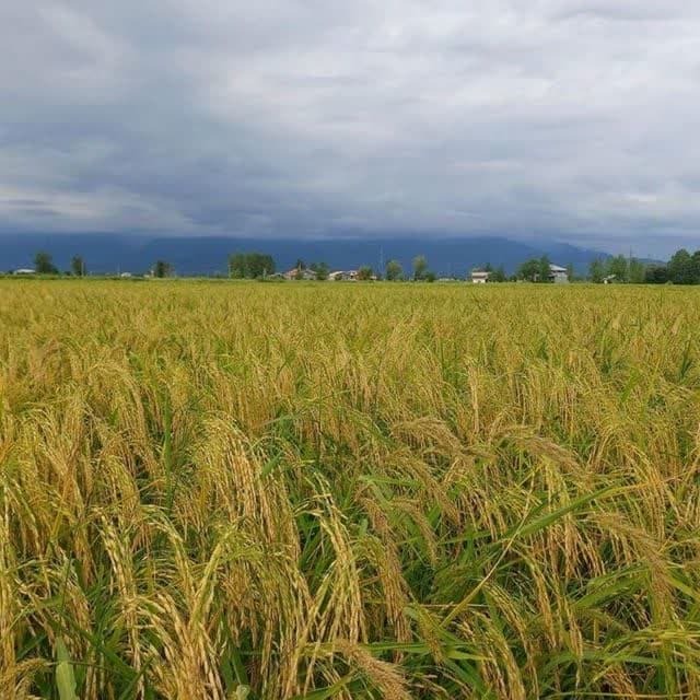آغاز برداشت مکانیزه برنج در رامسر با پیشبینی تولید ۱۲۰۰ تن شلتوک آغاز برداشت مکانیزه برنج در رامسر با پیشبینی تولید ۱۲۰۰ تن شلتوک