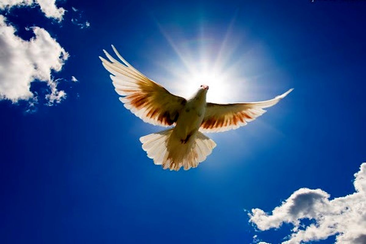 صلح و سازش در ۴۷ پرونده قصاص در خوزستان صلح و سازش در ۴۷ پرونده قصاص در خوزستان