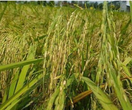 مبارزه با آفات برنج در شالیزارهای نکا