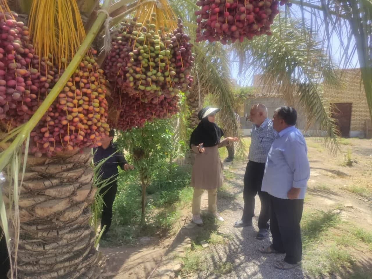 رصد و پایش نخل به نخل آفت سوسک سرخرطومی خرما در یزد