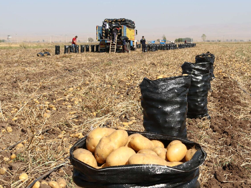 پیش‌بینی برداشت حدود ۲ هزارتن سیب‌زمینی از مزارع آمل
