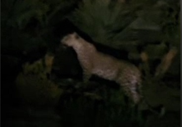 مشاهده یک قلاده پلنگ در بشاگرد