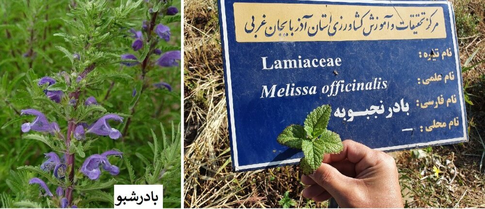 شمیم بهشتی بادرشبو در کوچه باغهای ارومیه شمیم بهشتی بادرشبو در کوچه باغهای ارومیه