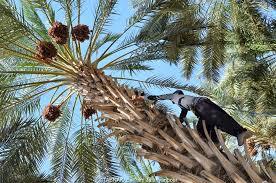 برداشت خرما از بیش از ۲ هزار هکتار نخلستانهای داراب برداشت خرما از بیش از ۲ هزار هکتار نخلستانهای داراب