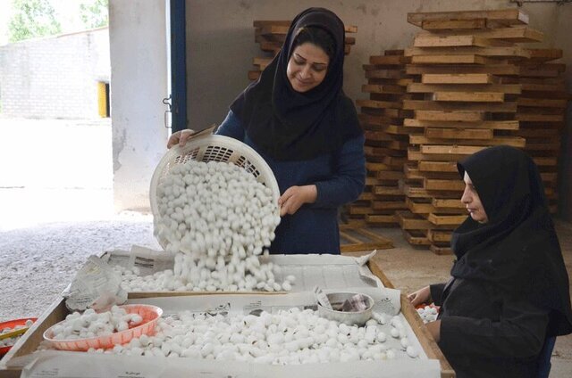 ایجاد ۷۵۰ فرصت شغلی با راه اندازی تعاونی‌های جدید در خراسان جنوبی