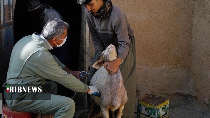 اجرای واکسیناسیون تب برفکی در قم اجرای واکسیناسیون تب برفکی در قم