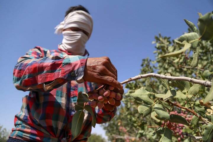 سارق پسته‌های خندان، گریان شد