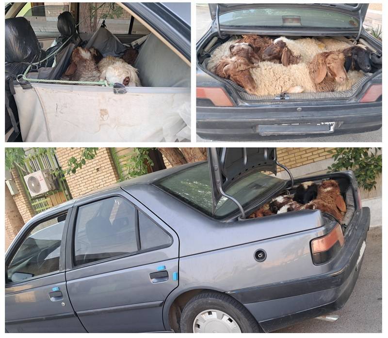 توقیف خودروی حامل احشام فاقد مجوز در لامرد توقیف خودروی حامل احشام فاقد مجوز در لامرد