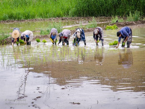 اختصاص بیش از یکهزار و ۳۰۰ هکتار در شهرستان کلات به کشت برنج اختصاص بیش از یکهزار و ۳۰۰ هکتار در شهرستان کلات به کشت برنج