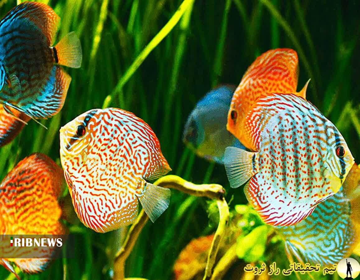 تکثیر پنج گونه جدید ماهی تزئینی در بروجرد