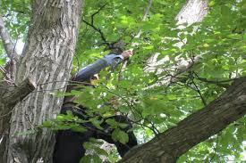 سقوط جوان ۲۸ ساله از درخت گردو در کلات