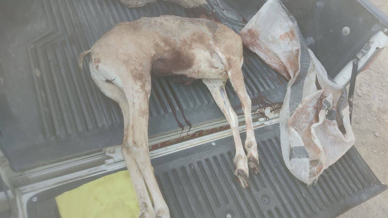 دستگیری شکارچیان سابقه‌دار در سرخه