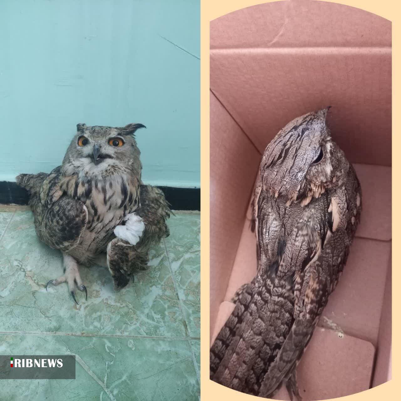 تحویل یک قطعه شبگرد و یک بهله شاه بوف در بروجرد و پلدختر تحویل یک قطعه شبگرد و یک بهله شاه بوف در بروجرد و پلدختر