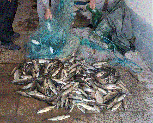 دستگیری شش صیاد متخلف در شاهین‌دژ