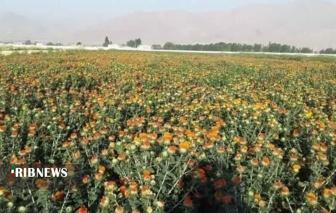کوردشکنی ملی در تولید بذر گلرنگ؛ ۲۵۰۰ کیلوگرم در هکتار در بروجرد ثبت شد