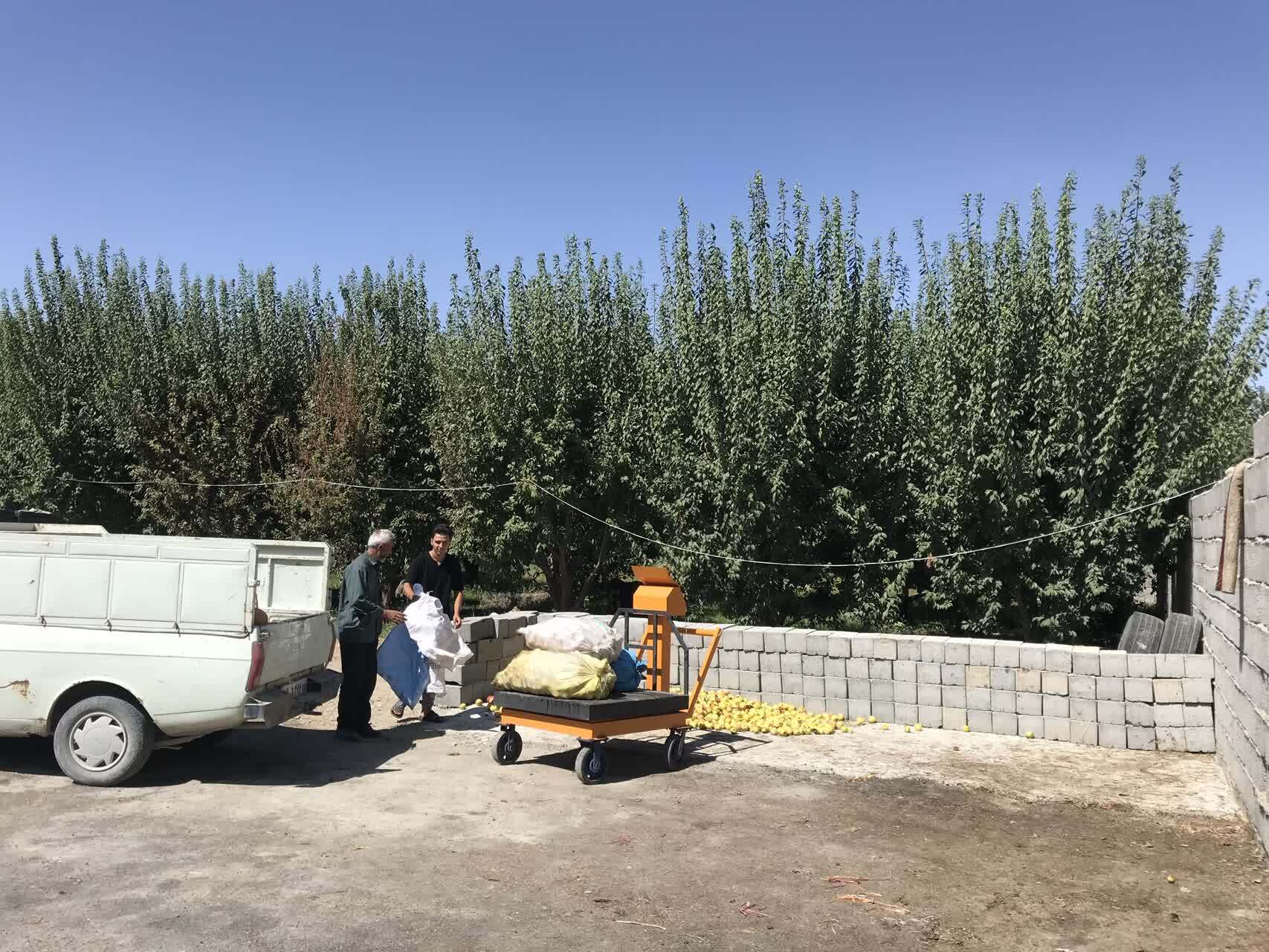 اخطار جدی جهاد کشاورزی ارومیه به واحد‌های غیرمجاز جمع‌آوری سیب زیر درختی