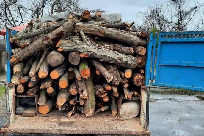 جزای نقدی تاوان حمل ۳۰ اصله انواع درخت جنگلی