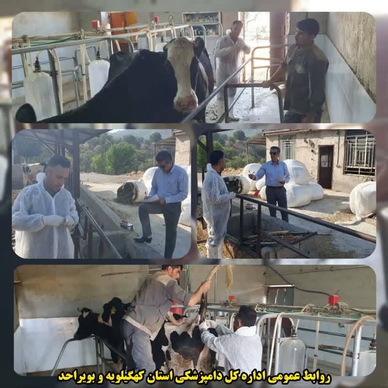 پایش سل و بروسلوز در دامداری‌های شهرستان دنا