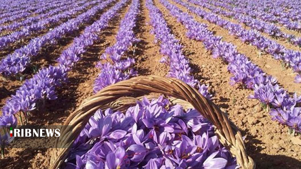 سود ۹۰ درصدی دلال‌ها از زعفران تولیدی لرستان