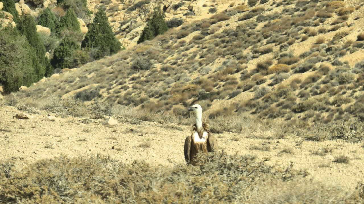 ثبت تصویر پرنده خانواده کرکس ها در پناهگاه  خوش‌ییلاق شاهرود