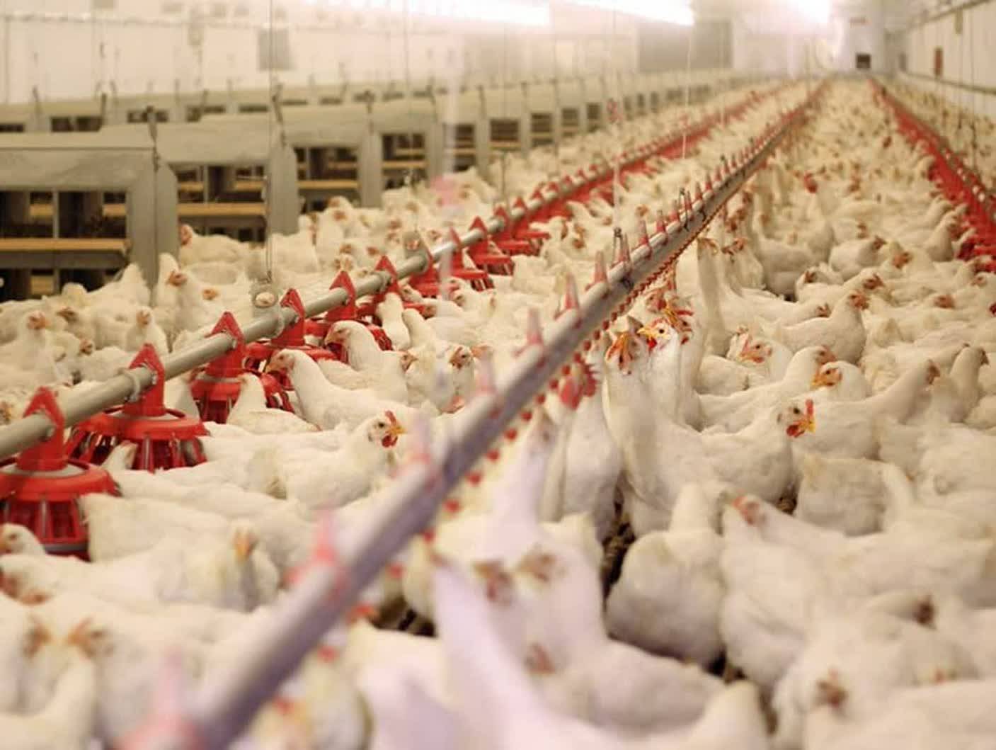 افزایش۱۰ درصدی تولید مرغ گوشتی در خواف