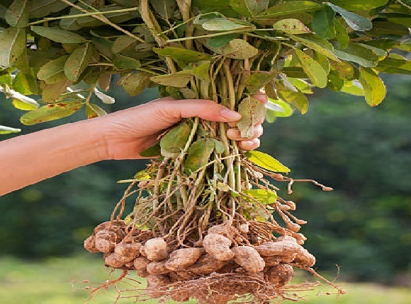 برداشت بیش از ۶۰ درصد ازمحصول بادام زمینی گیلان برداشت بیش از ۶۰ درصد ازمحصول بادام زمینی گیلان